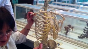 Соединение ключицы