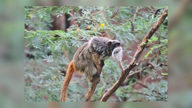 10 Types of Monkeys 2 смотреть онлайн