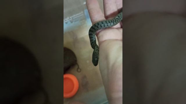 Детёныш каспийского полоза №3 собирается линять. смотреть онлайн