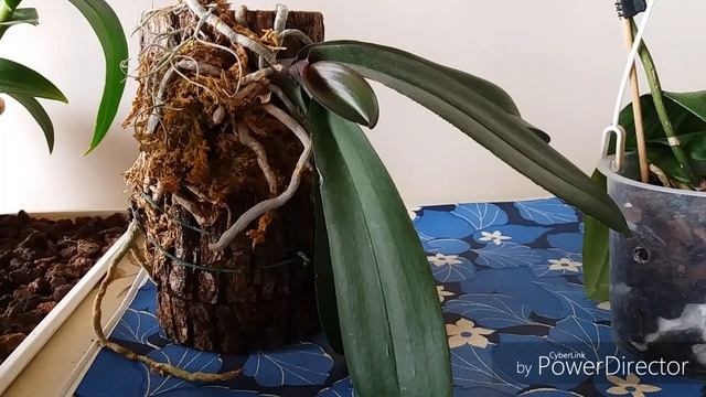 ОРХИДЕИ.ВЕЛАМЕН-МЕРТВЫЙ ИЛИ ЖИВОЙ?Исправление: свободная часть ногтя не отмирает. смотреть онлайн