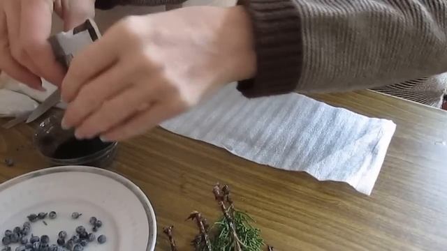 Размножение можжевельника черенками зимой