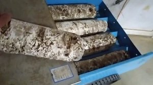 Гидрация блоков шиитаке(1)