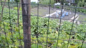 Сетка на забор для дачи сварная чёрная или зелёная?