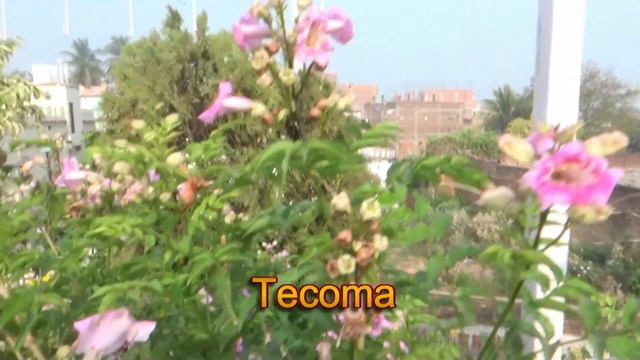 Summer season में भी होगी अब फूलों की बहार Heavy flowering करने वाले low maintenance permanent पौधे