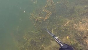 ПОДВОДНАЯ ОХОТА ВОРОНЕЖ\\\SPEARFISHING VORONEZH