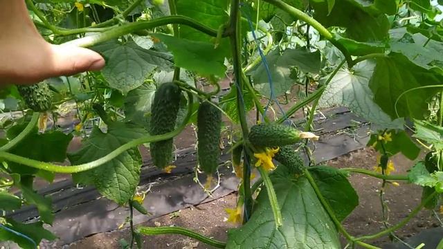 КАКАЯ РАЗНИЦА МЕЖДУ ОГУРЦАМИ АРКТИКА И БЬЁРН! смотреть онлайн