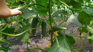 КАКАЯ РАЗНИЦА МЕЖДУ ОГУРЦАМИ АРКТИКА И БЬЁРН!