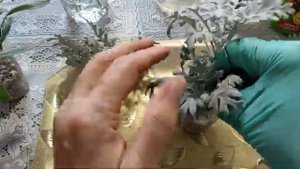 Цинерария. Осеннее черенкование цинерарии для сохранения до весны.