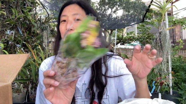 Orchid Hunters: Unboxing Ten Shin Gardens смотреть онлайн