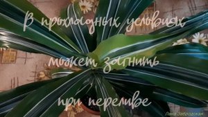 Драцена Лемон лайм