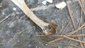 Зонтик Белый (Macrolepiota excoriata)