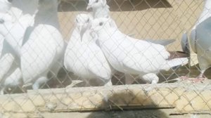 Голуби Баку. Baku pigeons.