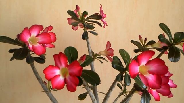 Весеннее цветение адениума Anouk. Личный опыт в уходе. Адениум -лёгкое в уходе комнатное растение ! смотреть онлайн
