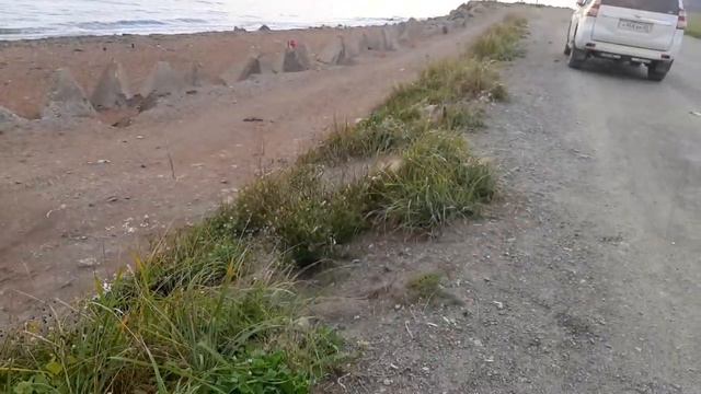 Fishing and Dog feeding near LNG at Prigorodnoye, Sakhalin. Рыбалка и собаки у завода СПГ, Сахалин смотреть онлайн