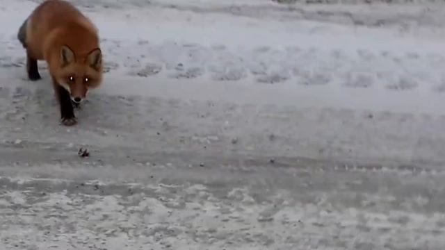 Сахалин Село Костромское смотреть онлайн