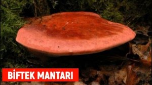 Biftek Mantarı Nedir, Nerede Yetişir - Biftek Mantarı Yenir Mi