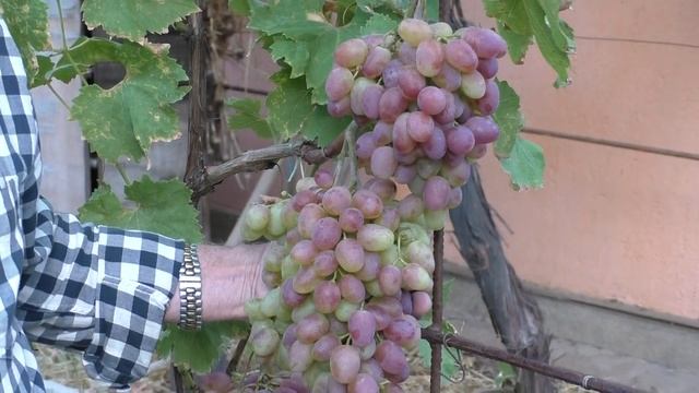 Виноград. г.ф. Гелиос.Селекция Крайнова В.Н. Виноградник Поповича Ю.В. смотреть онлайн