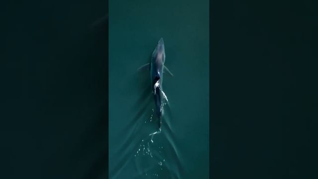 Короткоперая мако, или серо-голубая акула\Shortfin mako, or blue-gray shark