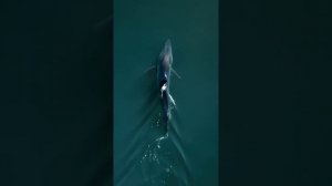 Короткоперая мако, или серо-голубая акула\Shortfin mako, or blue-gray shark