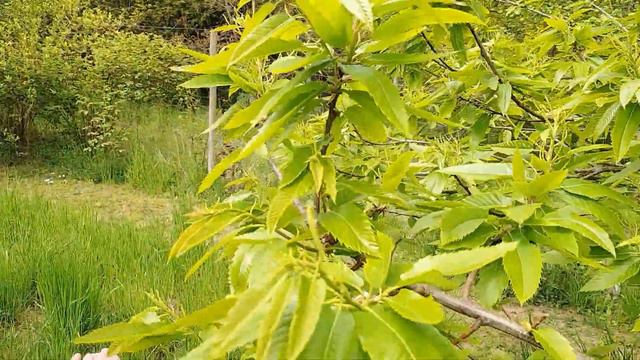 Blomstrende træer смотреть онлайн