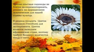 3 место Венидиум Пышма