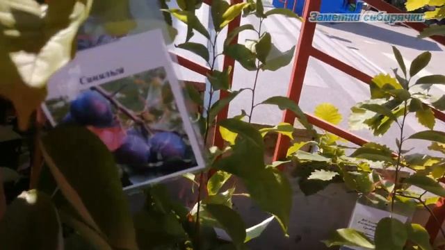 Выставка "Сад, огород , загородный дом" в Иркутске, Сибэкспоцентр 2021 год смотреть онлайн