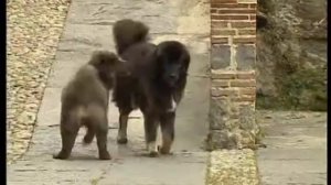 Тибетский мастиф