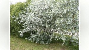 ЛОХ СЕРЕБРИСТЫЙ