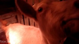 Окот козы часть 1