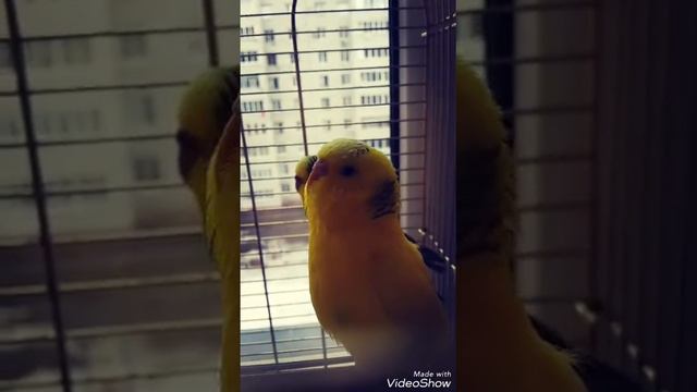 Что делают мои попугаи после 12:00???(бездельничают) смотреть онлайн