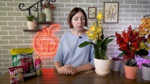 Орхидея онцидиум  ? Правила ухода для красивого цветения