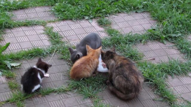 Дикие котята кошки Бонни подросли) смотреть онлайн