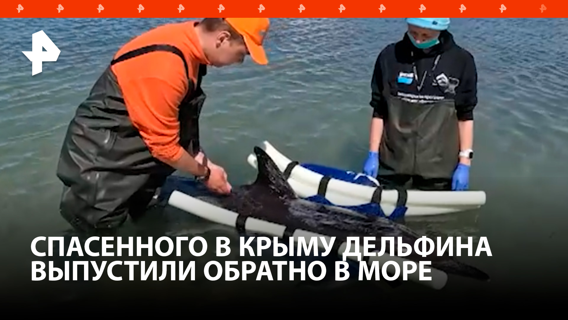 Спасенного в Крыму волонтерами дельфина Кимми выпустили в море / РЕН Новости