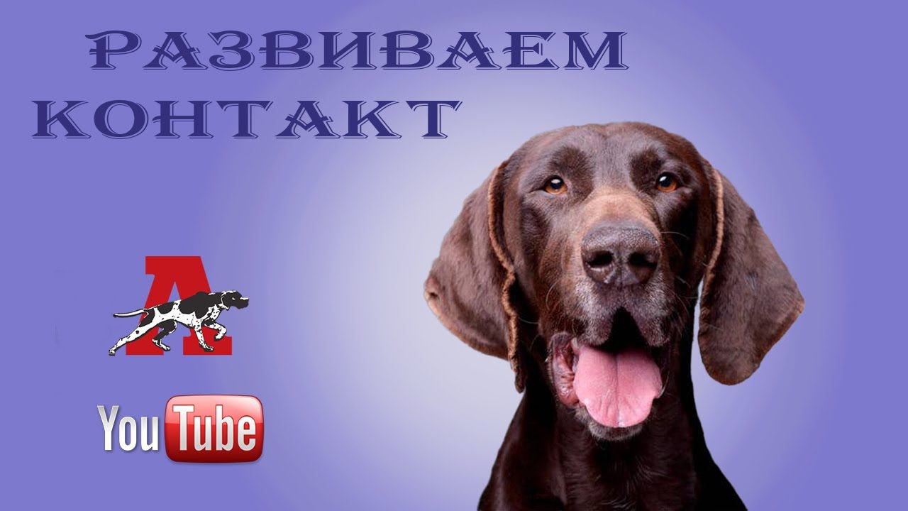 Как развивать контакт? смотреть онлайн