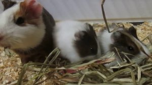 Морские свинки Маленькие поросята и папа свин едят сено  , домашние животные, грызуны.mp4