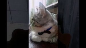 Как отучить котенка от чего либо быстро и эффективно.