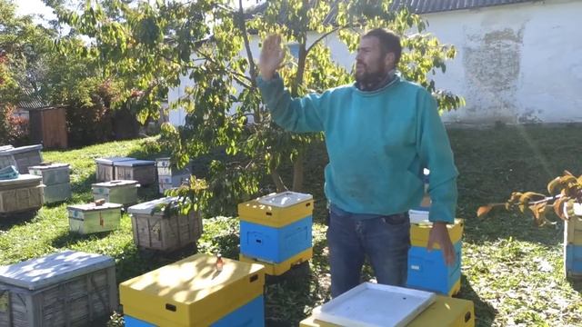 Вторая обработка пчел от клеща. Количество осыпаемости клеща Варроа впечатляющая смотреть онлайн