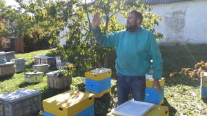 Вторая обработка пчел от клеща. Количество осыпаемости клеща Варроа впечатляющая