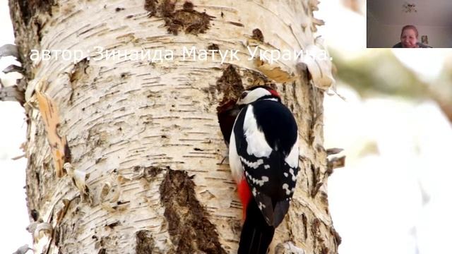 #прямой_эфир общение Большой пестрый дятел кормит птенцов голоса птиц голос дятла пение птиц смотреть онлайн