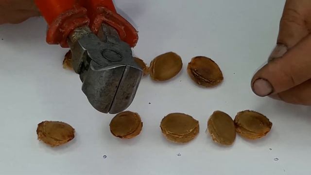 Крутой орехокол для абрикосов. смотреть онлайн