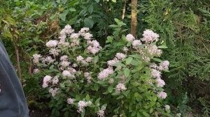 Цеанотус бледный "Мария симон" и другие