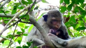 Poor Baby Monkey CARVIN So Much Hungry | Carlvin No Milk Feeding Finger | Sounds Monkey