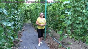 Саженец винограда плохо растет. Что делать? План действий (Пузенко Наталья Лариасовна)