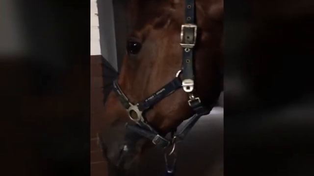 Новая конюшня? Да мы перешли в Golden Horse ? Blog?Коняшня за городом? Уууу смотреть онлайн