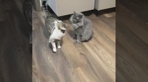 Кошки породы Эгейская и Нибелунг