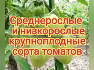Среднерослые и низкорослые крупноплодные сорта томатов