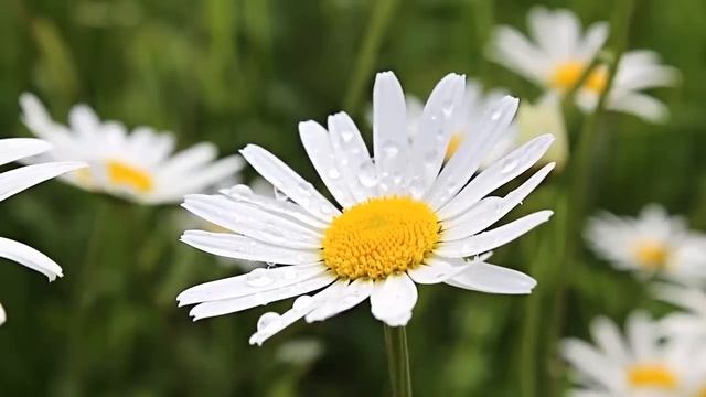 Можешь объедками со стола свою мамашу деревенскую побаловать смотреть онлайн