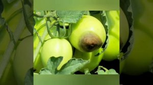Болезни томатов: фузариоз, альтернариоз, вершинная гниль, фитофтороз