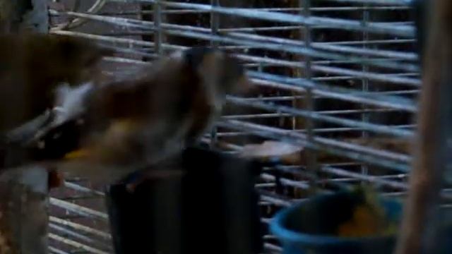 Щегол,зеленушка смотреть онлайн