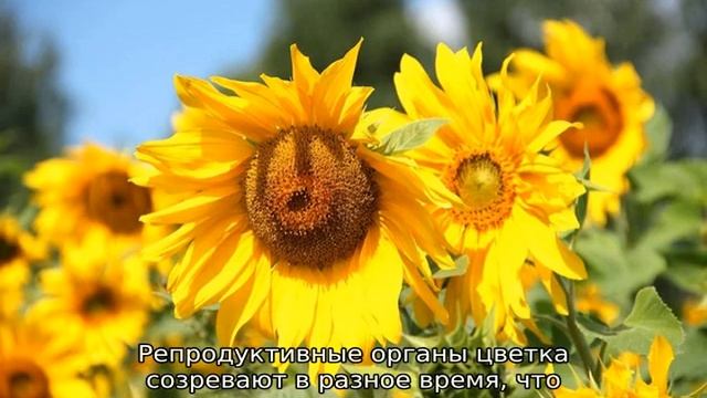 Когда и сколько цветут подсолнухи в России